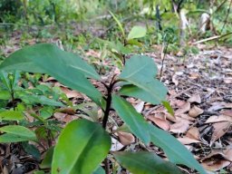 Rapanea melanophloeos seedlings or saplings?